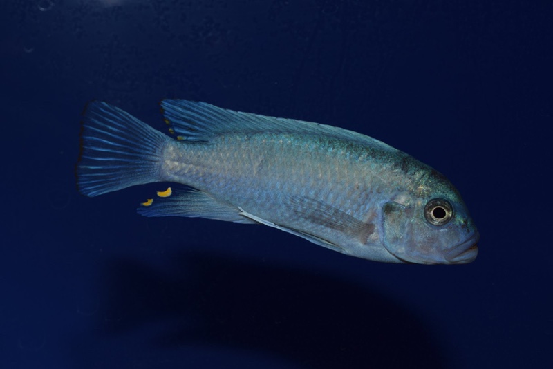 Maylandia estherae 'Narungu'